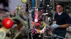 two pictures. a tomato closeup at left, an international space station astronaut beside a small garden on the intrnational space station at right