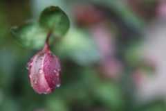 Canon EOS RP sample image