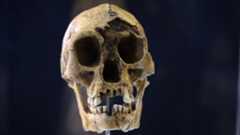 A photo of a "hobbit" skull against a black background