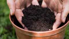 Potting soil in pot