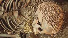 human skeleton with a headdress made of shells