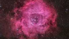 A pink rose-shaped nebula is shown glowing against a background of multicolored stars.