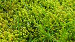 Moss in lawn