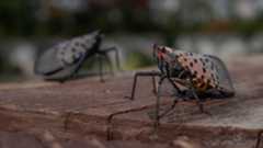 Closeup photo of a spotted lanternfly sitting still on a wooden table or bench. Its wings are tucked behind it and are brown with black spots. Its legs are solid black.