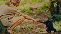 Jane Goodall and the infant chimpanzee Flint in Gombe, Tanzania. Flint, the first chimpanzee infant born after Jane&#039;s arrival, offered her a rare opportunity to study the animals&#039; development, although physical contact with wild chimpanzees is no longer considered ethical.