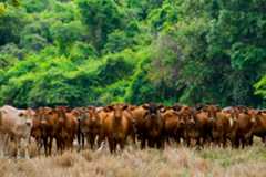 cows lined up in a field with trees in the background