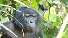 Headshot of male bonobo in thick vegetation