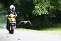Jessica Meir studies how bar-headed geese fly, leading flight-training sessions with goslings.