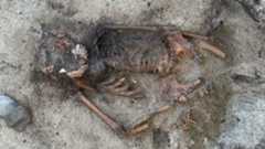 a human skeleton still in the ground with two large scallop shells on its mouth