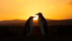 two penguins stand in front of a setting sun.