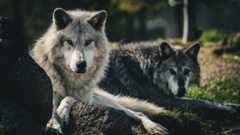 Two grey wolves lying down, facing the camera. 