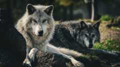 Two grey wolves lying down, facing the camera. 