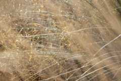 Dew covered reeds, taken with the Canon EOS R100