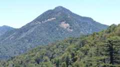 photo of a forested mountain peak under blue skies