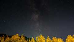 Meteors are pictured crossing the glowing band of the Milky Way above a star-studded sky. The Milky Way is pictured streaming vertically towards the horizon, which is framed by brightly lit foliage.
