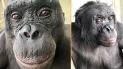 Composite image of two close-up photographs of Kanzi the bonobo