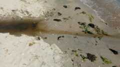 Dark murky oil mixes with water that flows across the sand of a beach into the ocean.