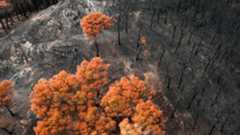 Drone view of a forest in Spain that was burned down by wildfire.