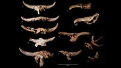 11 skull fragments of horned and antlered large mammals against a black background