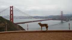 A photo of a coyote standing in front of the Golden Gate Bridge in San Francisco.
