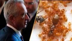 RFK and a mound of ants