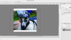 How to make a meme in Photoshop: Transform tool