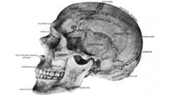 A labelled anatomical illustration of the skull