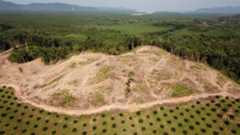 aerial image showing land cleared for trees and plantations with rainforest in the background