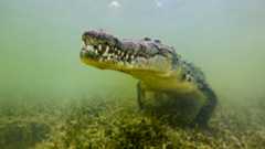 Photo looking head-on at a saltwater crocodile underwater. 