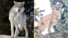 Two photographs side-by-side. (Left) A Yellowstone wolf stands staring at the camera on a snowed upon ground, (Right) a cougar stares at the camera while up high in a tree canopy.