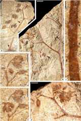 Fig. 7