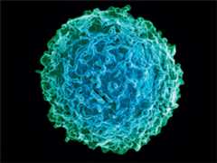 graphic file with name fx1_lrg.jpg