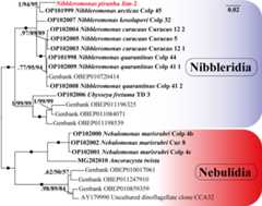 The 18S rRNA phylogeny of Provora. Branch nodes show MrBayes posterior probability