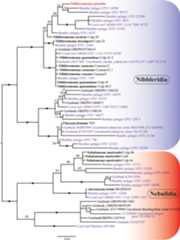 The phylogeny of Provora. IQTree phylogenies including environmental short-read sequences