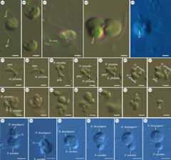 Light microscopy of live cells of N. piranha. A–general view of the cell