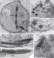 Extrusome structure of the nibblerids Nibbleromonas quarantinus