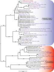 The phylogeny of Provora