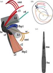 Schematics of microtubular and extrusome organization