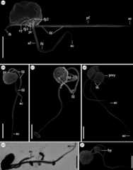External morphology of nibblerids