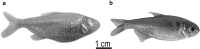 Fig. 6