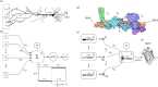 Cognitive networks may exhibit a unique logic of nonlinear response functions.
