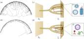 Parasites and functional evolutionary trees.