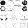 Phase transition in physics versus evolutionary transitions.