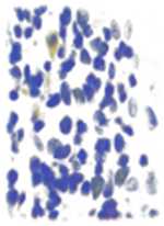 graphic file with name nihms-1923182-t0015.jpg