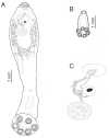 Fig. 2