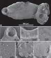 Fig. 4