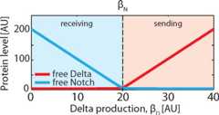 Box 1: Model of mutual inactivation of Notch and Delta