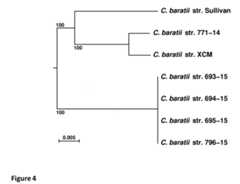 Maximum likelihood phylogenetic tree inferred from 2.51M recombination-purged aligned  characters belonging to the core-genome induced by this taxonomic sampling. Scale bar represents 0.005 nucleotide substitutions per character. Confidence support at branches were estimated by a bootstrap procedure (500 replicates). Rooting was performed by using  the genome sequence of C. perfringens str. SM101 as an outgroup (not shown).