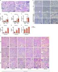 Extended Data Fig. 1