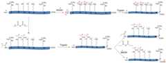 Figure 33.